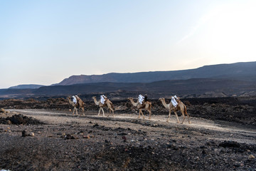Camel caravan loaded with salt is leaving lake Assal