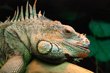 Iguana in a zoo - cropped view