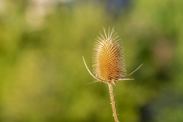 the mysteries of autumn-1