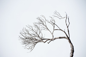 Fototapeta premium naked branch