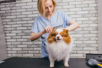 combing and cutting overgrown hair of little dog spitz at grooming salon. professional care in grooming vet salon. animals, pets, grooming concept
