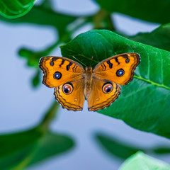 Closeup colorful butterfly spreading wings on a green leaf.