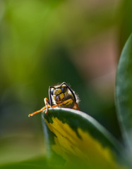 wasp on a green leaf resting in the sun. Wasp on a blurred green background.