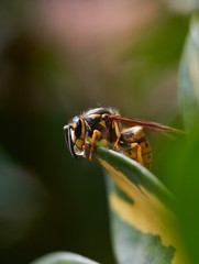 wasp on a green leaf, drinking from a drop of water. Wasp on a blurred green background.