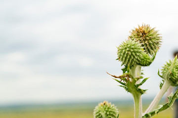 Field with grass, with a prickly flower. Cárduus flower close-up on a green background. Summer day. Blurred background.