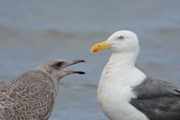 Obraz premium カモメの親子