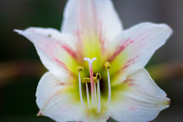Fototapeta na wymiar Close up of garden lily flower