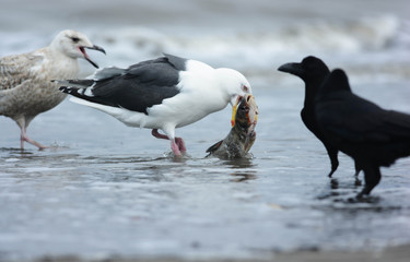 大きな魚を食べるカモメ