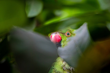Closeup green parrot peeking through leaves on a tree. selective focus