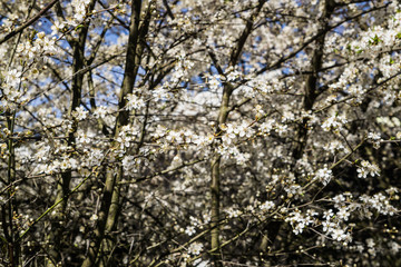 Firework of white cherry plum flowers on a background of blue sky.