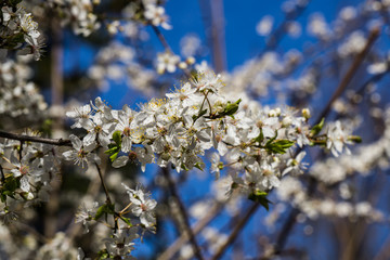 Cherry plum branch strewn with white flowers against a blue sky.