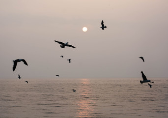 夕暮れの中群れて飛ぶカモメたち