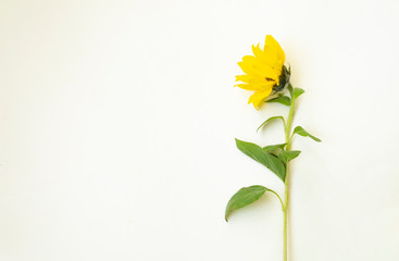 One yellow sunflower lie on a white background.