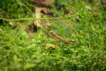 Closeup of a oriental garden lizard, also known as common tree lizard, eastern garden lizard, bloodsucker.