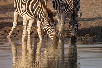Fototapeta na wymiar Zebras drinking in the early morning mirrored in the water