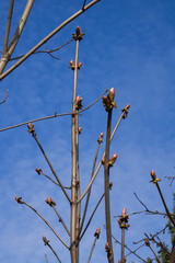 Young shoots and buds of a chestnut on a tree in spring.
