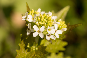 close-up of a white flowering alliara petiolata (knoblauchsrauke) in a forest in germany