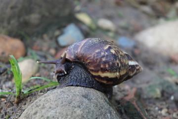 A wild snail in the nature