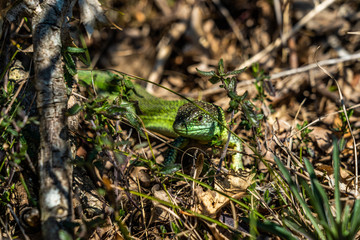 smaragd eidechse nahaufnahme vor braunem hintergrund aus trockenen blättern