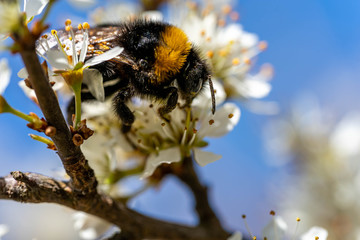 close-up of a bumblebee sucking nectar from a flowering tree in springtime