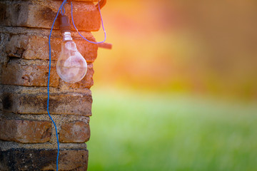 bulb outdoor, Indian agricultural background