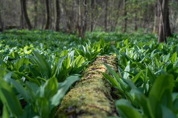 wild garlic growing in springtime in a forest near bad vilbel, hesse, germany