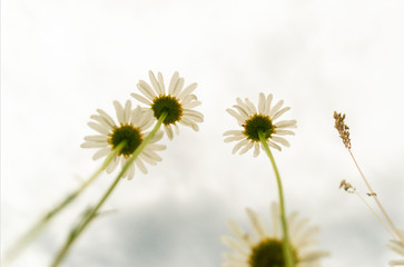 In the foreground is a daisy with petals up and a green center. In the background, more daisies are blurry in white clouds as a background. Spring has come, beautiful and fragrant flowers
