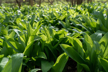 wild garlic growing in springtime in a forest near bad vilbel, hesse, germany