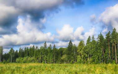 Beautiful scenic view of pine forest in Estonia