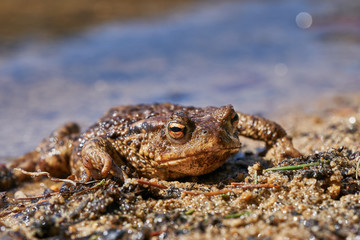 Close up portrait of european frog, animal species is common toad or simpy toad,  beautiful amphibian animal with golden eyes. Picture is taken in spring sunny day on the bankof lake in Czech republic