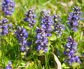 Fototapeta premium Blue field flowers on a field on a sunny day