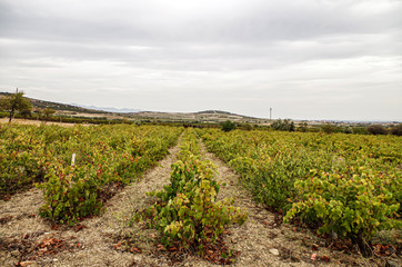 Fototapeta na wymiar Vineyard Panoramic Photography in the countryside Sardinia Italy