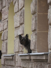 Fenstergucker