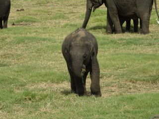 Fototapeta premium Baby elephant grazing.