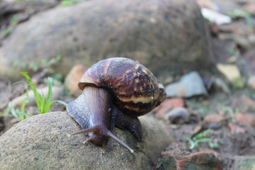 A wild snail in the nature