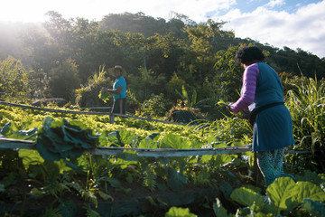 Family of organic farmers harvesting vegetables on a filed at a Quilombola community 