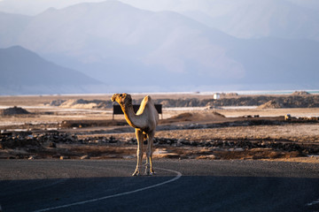 Landscape view of lake Assal