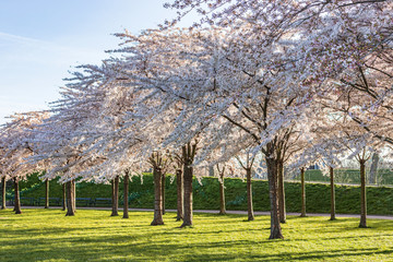 Fototapeta premium Pink sakura flower, Cherry blossom tree in park.
