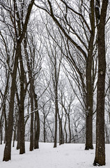 forest trees in winter snow
