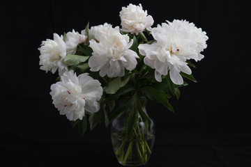 White Peonies in Vase on Black Background