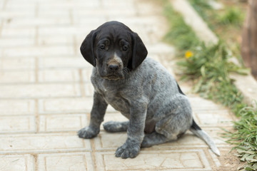 Cute spaniel puppy is playing on the grass. Pet doggy posing.