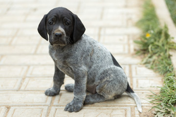 Cute spaniel puppy is playing on the grass. Pet doggy posing.
