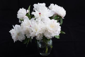 White Peonies in Vase on Black Background