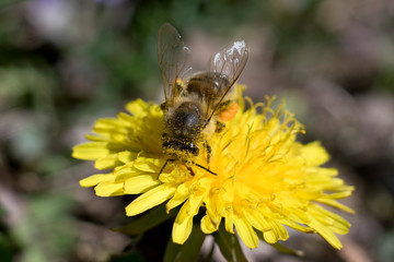 Pszczoła miodna na kwitnącym mleczu. Bee.