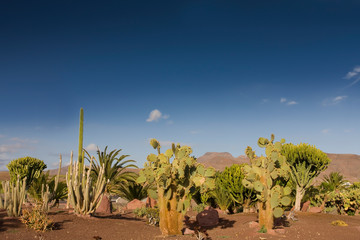 Fototapeta na wymiar Cacti (Cactaceae) in Las Playitas, Fuerteventura, Canary Islands, Spain, Europe