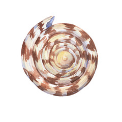 Illustrations of underwater life objects - brown sea shell, marine design. Watercolor hand drawn painting illustration isolated on white background.
