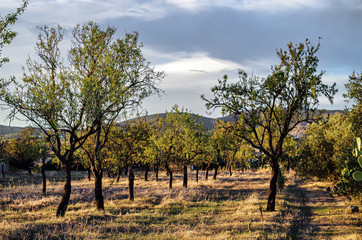 Almond trees photographed in the Sardinia countryside