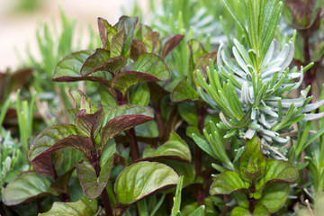 herbs in a garden