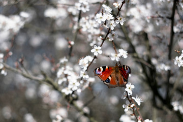 Motyl wsród kwitnących kwiatów. Rusałka pawik, Aglais io. © ChemiQ