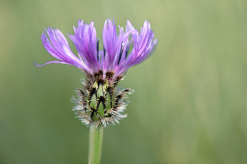 Purple Centaurea  thistle-like flower in the family Asteraceae